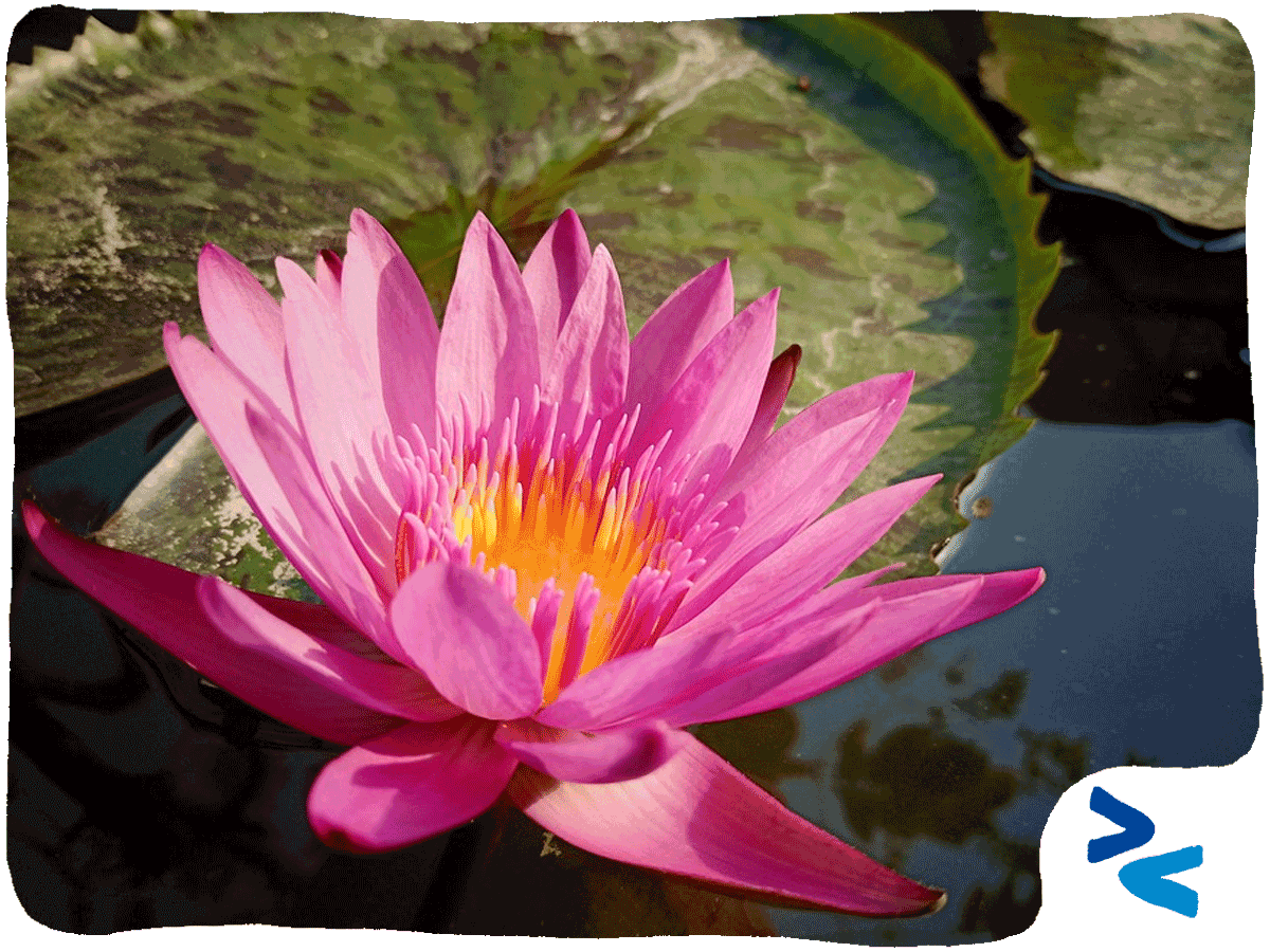 Professionisti come peacemaker - copertina